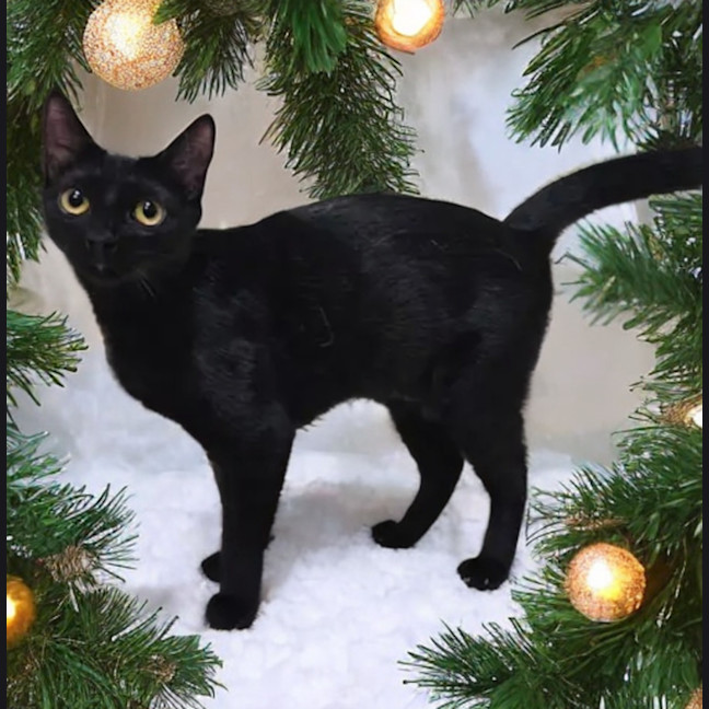 Photo of Chloe 🐈‍⬛💛🐾