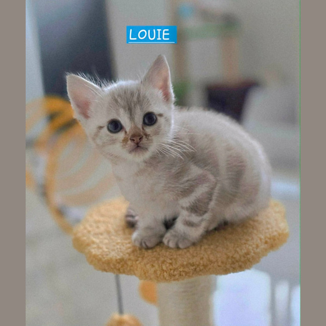 Photo of Louie
