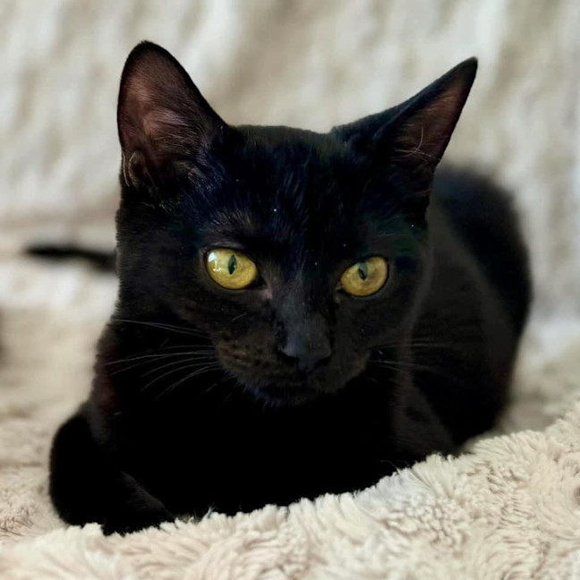 Photo of 10634   Melody