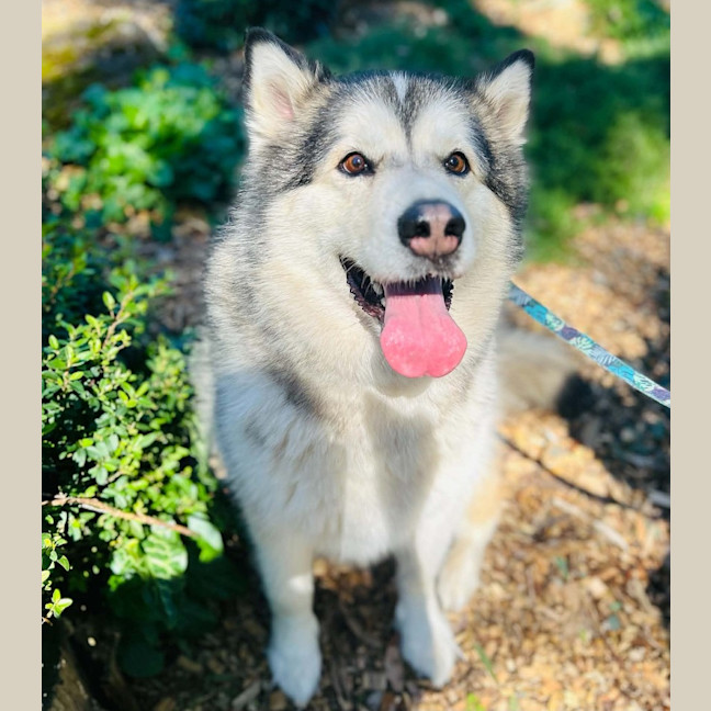 Photo of Talula
