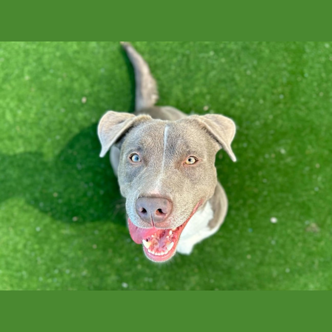 Photo of Rigby Imp 2134