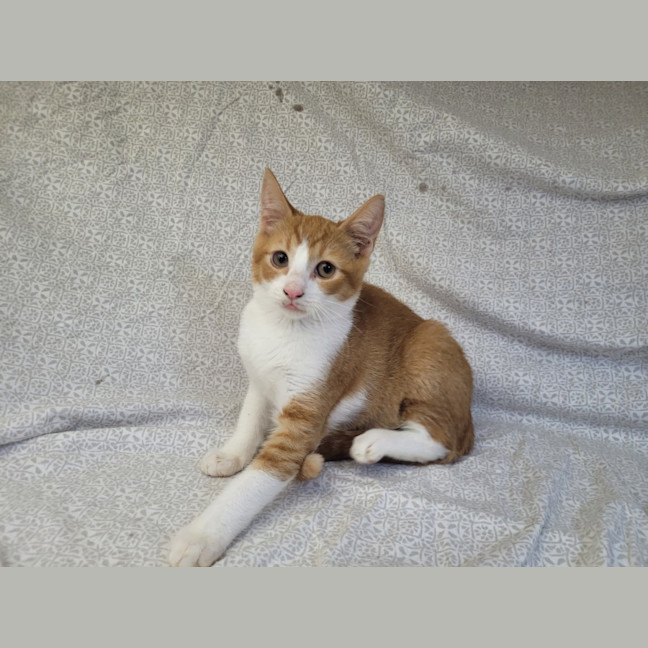 Photo of Tangerine 🍊 