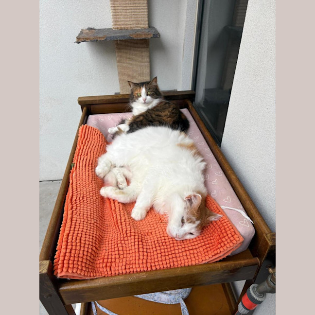 Photo of The Three Little Bears