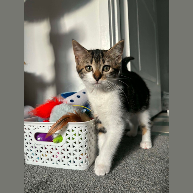 Photo of Missy Meet Me@Petstock Carrum Downs Store