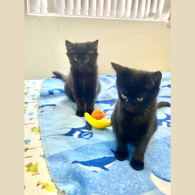 Photo of Simba & Apollo