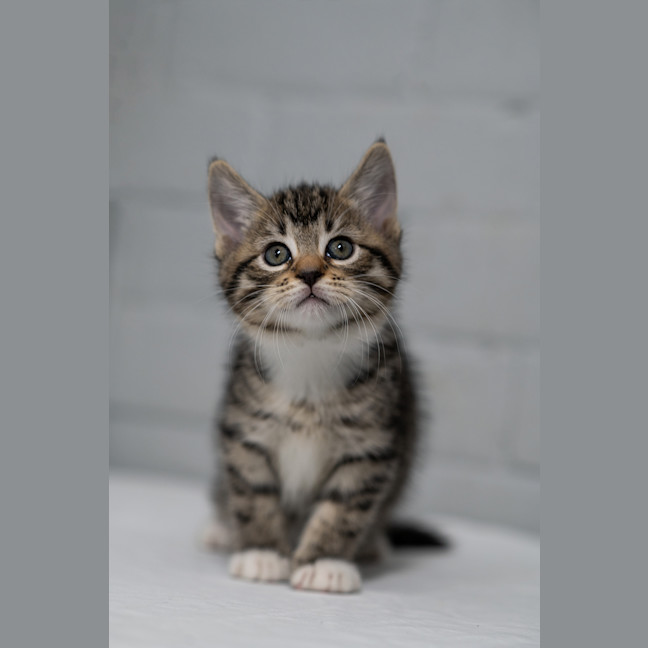 Photo of Schnitzel 