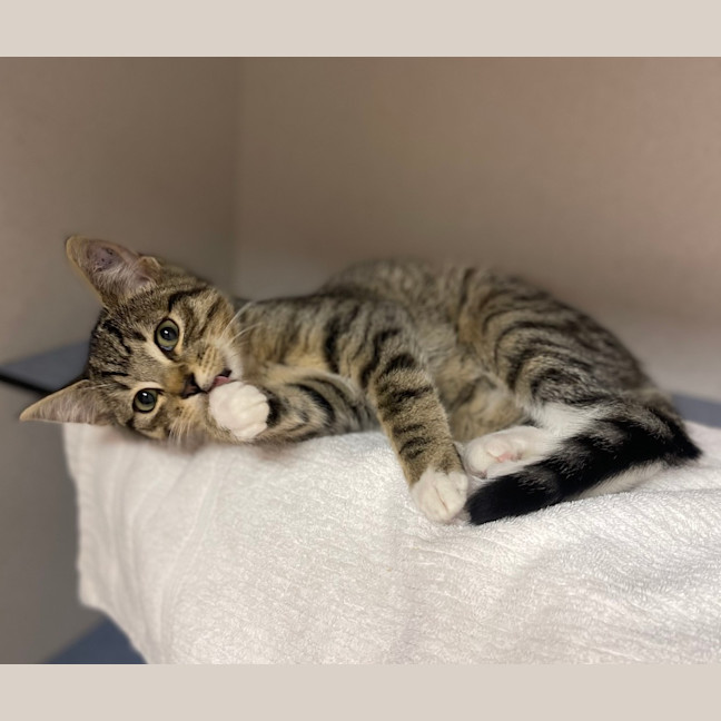 Photo of Oliver
