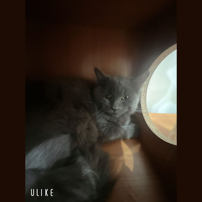 Photo of Mulan