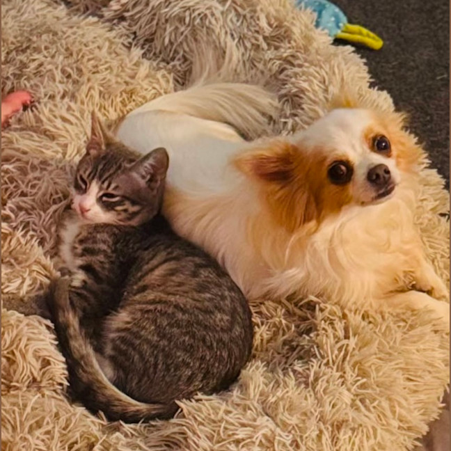 Photo of Sassy