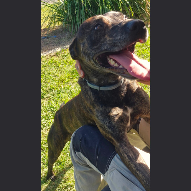 Photo of Chase (8999)