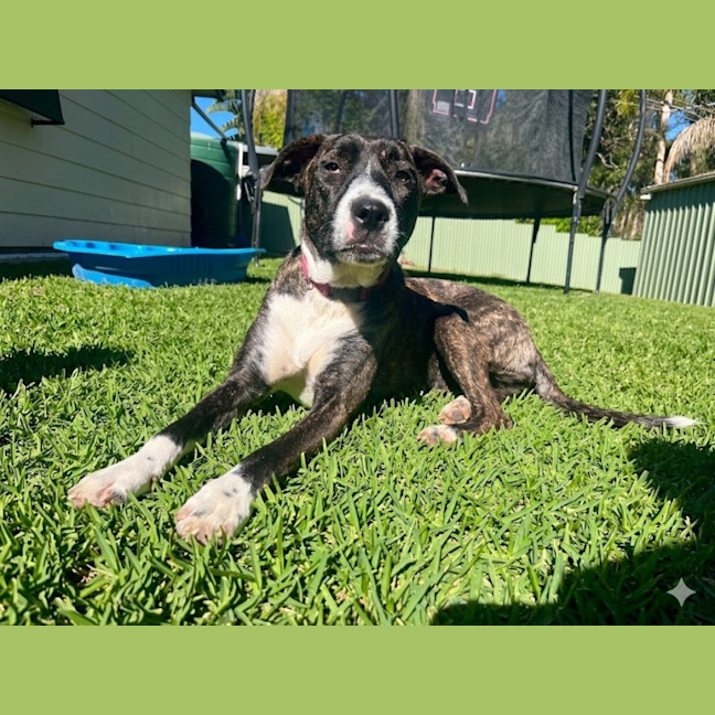 Photo of Zelda
