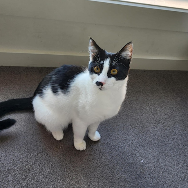 Photo of Moustache (Mustie)