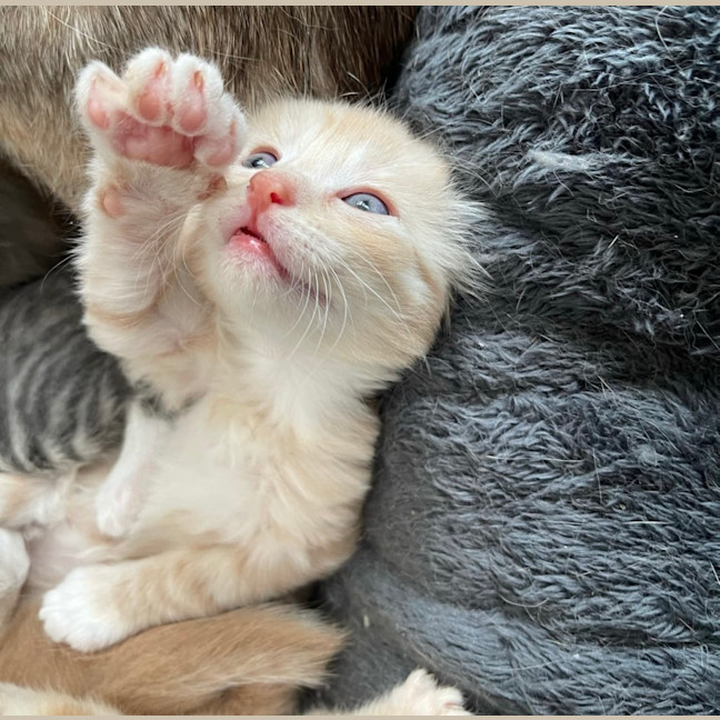 Photo of Apricot 🧡