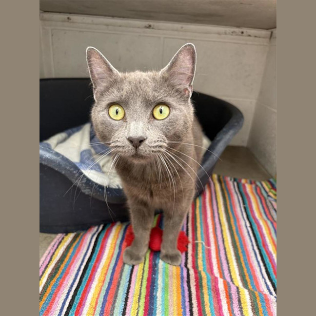 Photo of Gulliver
