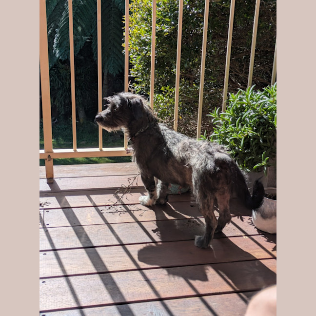 Photo of Peppa