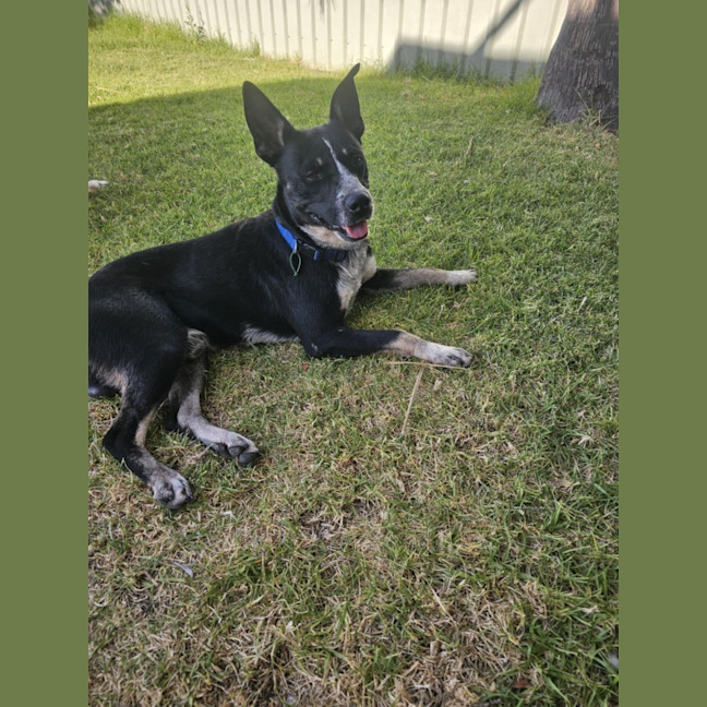 Photo of Oreo