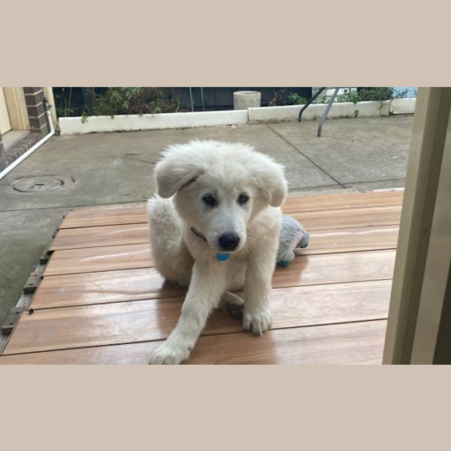 Photo of Marley