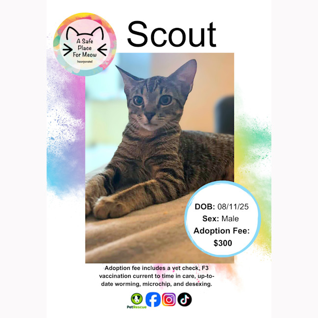 Photo of Scout