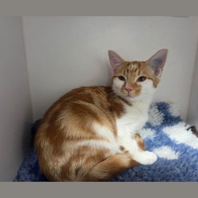 Photo of Simba