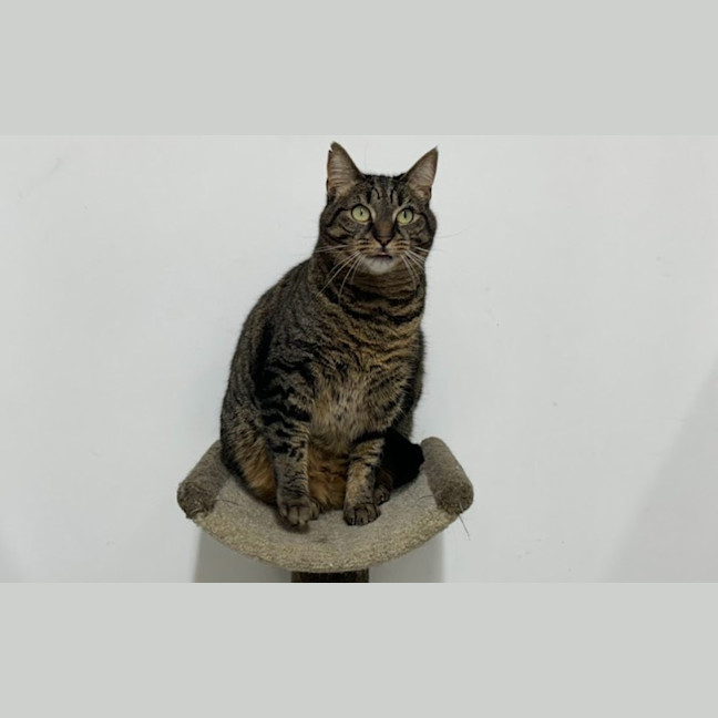 Photo of Tigreca