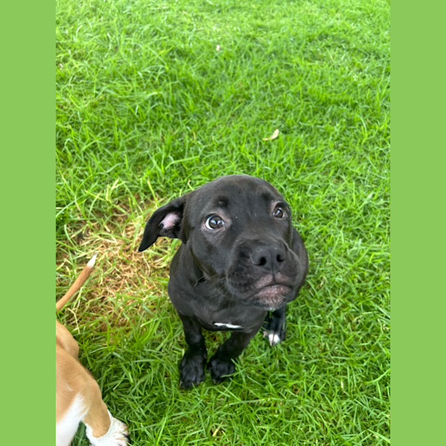 Photo of Kali