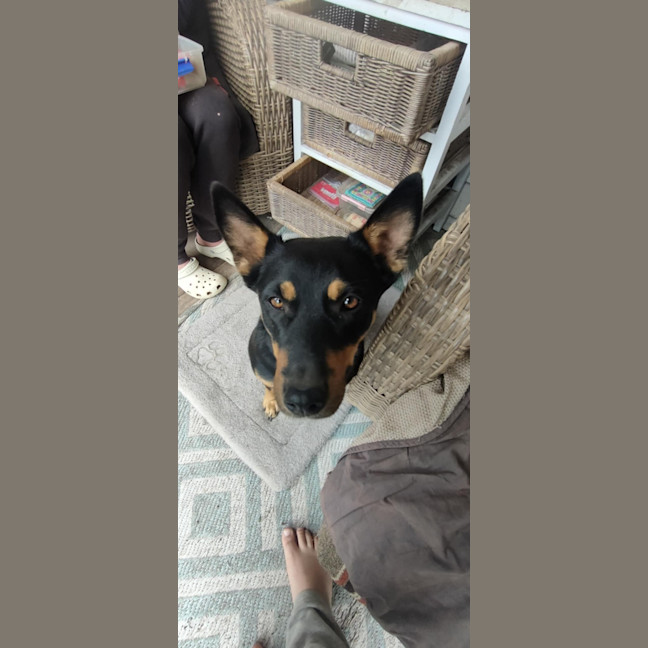 Photo of Luna