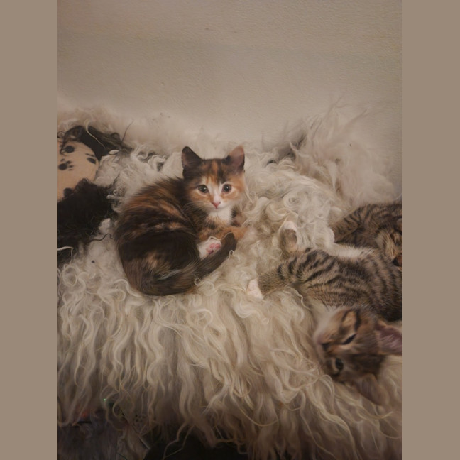 Photo of Tiramisu
