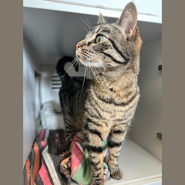 Photo of Pepper Jack