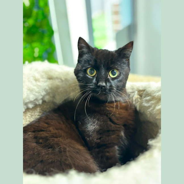 Photo of 🍪 Biscuit 5413 🍪