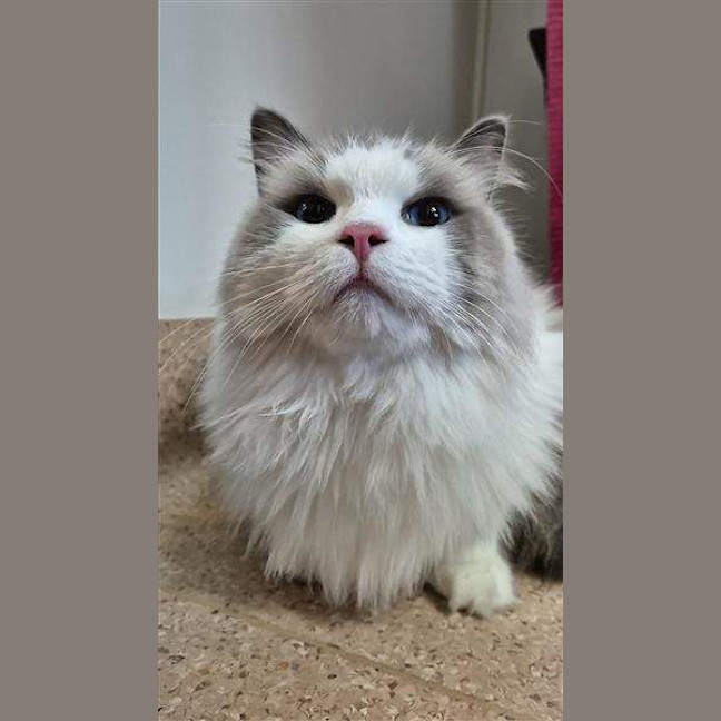 Photo of Milo