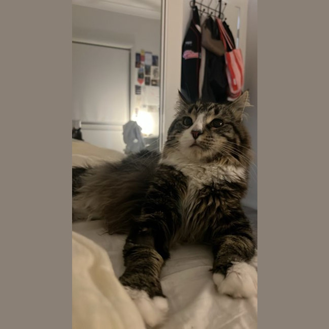 Photo of Garden Gnome Gus