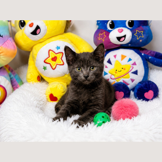 Photo of Kovu