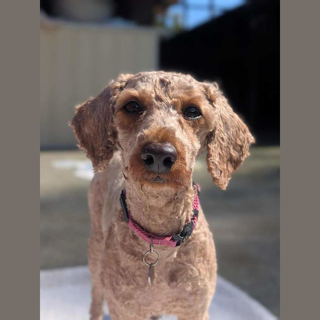 Photo of Peach
