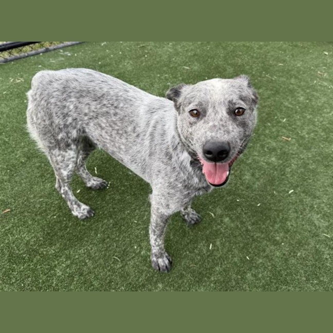 Photo of Bindi Imp 2917