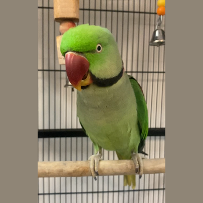 Photo of Elmo