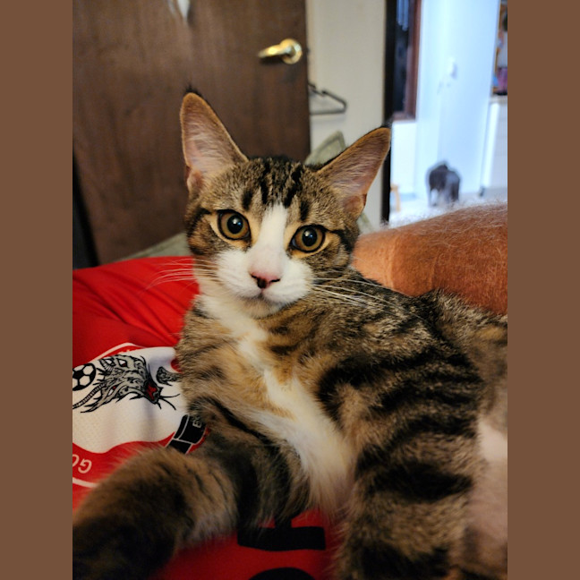 Photo of Melody
