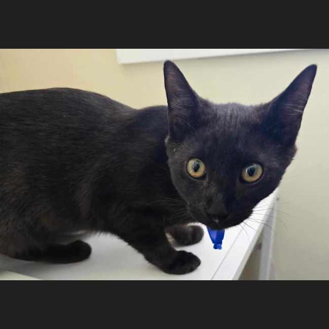 Photo of Buzz   6 Month Old Domestic Shorthair