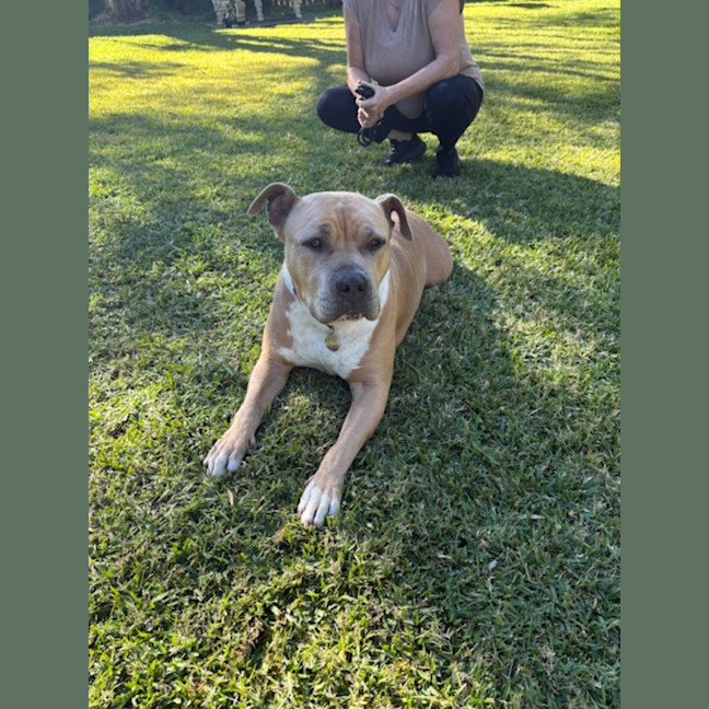 Photo of Boss   7 Year Old Staffy