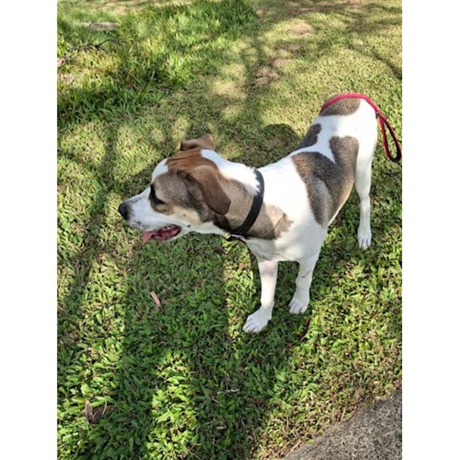 Photo of Clover *$350 Adoption Fee*