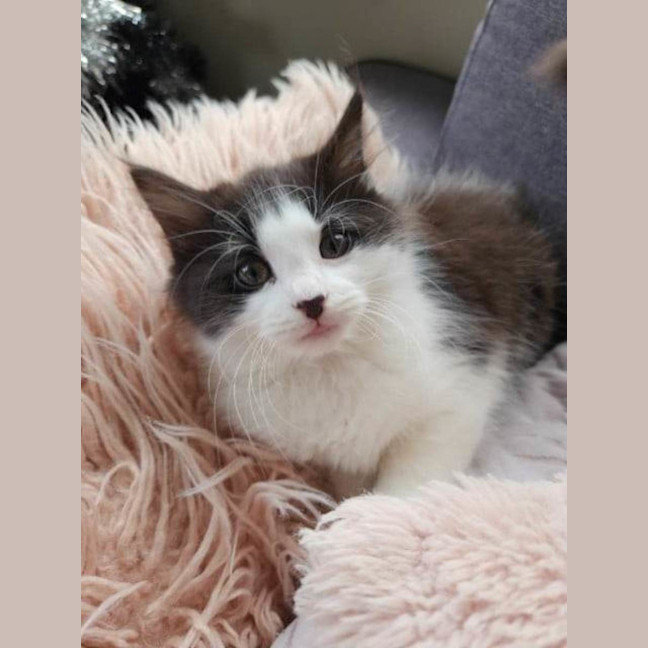 Photo of Lola