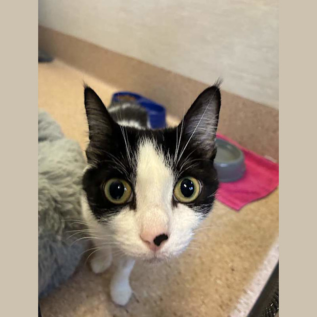 Photo of Penni