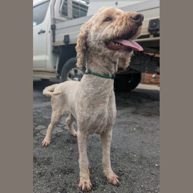 Photo of Tucker