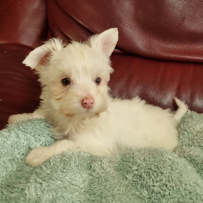 Photo of Dougal
