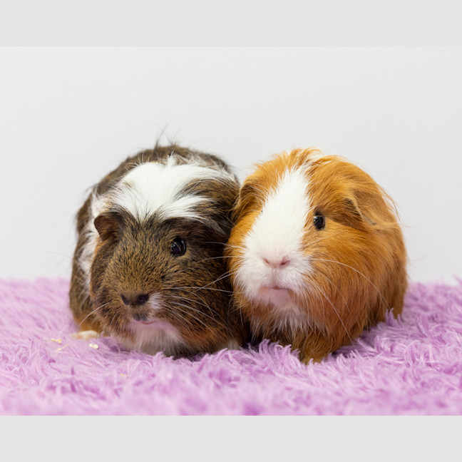 Photo of Indigo Berry