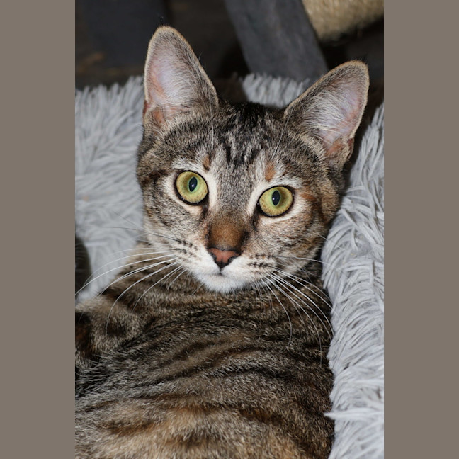 Photo of June Bug   Available At Pet Quarters Belmont