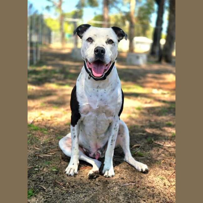 Photo of Diesel