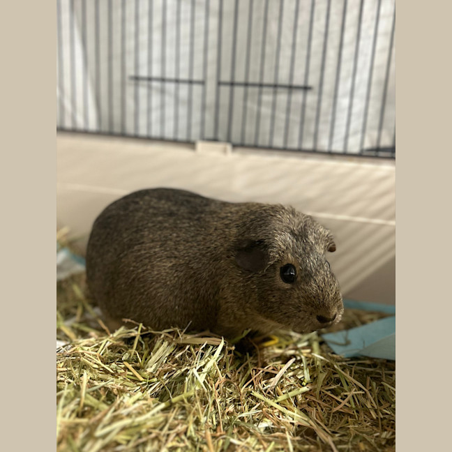 Photo of Maple