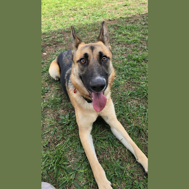 Photo of Pippa (68658)