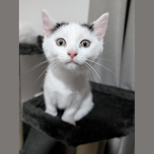 Photo of English Muffin