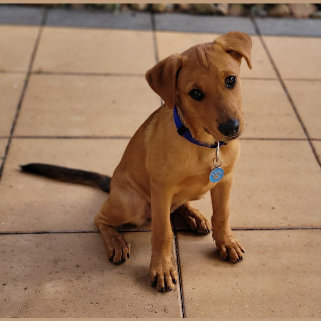 Photo of Pippa (P18)